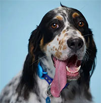 Choáng váng với chú chó lưỡi dài nhất thế giới