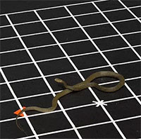 Rắn nghe tiếng động như thế nào?