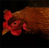 Tại sao loài gà lại nhìn kém trong bóng tối?