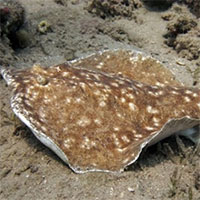 Trung Quốc nghiên cứu phát triển máy phát điện nano công suất 3.000 volt