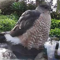 Đặt camera theo dõi, người phụ nữ bất ngờ với những lần ghé thăm thú vị của 