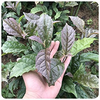 Uống nước xạ đen hàng ngày có tốt không?