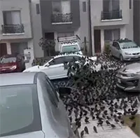 Hàng ngàn con chim chen chúc trên đường phố gây tin đồn ngày tận thế