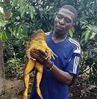 Giải cứu loài ếch lớn nhất thế giới