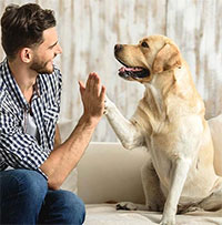 Chó nhà có thể sống sót nếu không có con người?