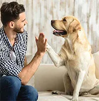 Chó nhà có thể sống sót nếu không có con người?