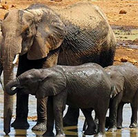 Bí mật của động vật giúp con người hạnh phúc hơn