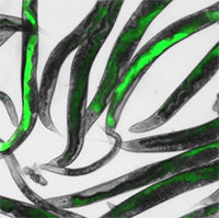 Giun biến đổi gene phát hiện ô nhiễm không khí trong nhà