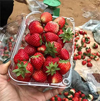 Cách phân biệt dâu tây Mộc Châu với dâu tây Trung Quốc