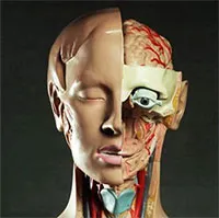 Các nhà khoa học sắp tạo trí tuệ thông minh mới từ tế bào não người