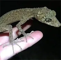 Phát hiện loài tắc kè mới "giống rồng" tại Australia