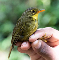 Chim Dusky Tetraka xuất hiện trở lại trong tự nhiên sau 24 năm