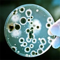 Trí tuệ nhân tạo tìm ra thuốc kháng sinh kỳ diệu chưa từng có