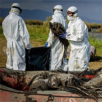 Trung Quốc ghi nhận ca nhiễm H5N1 nhánh 2.3.4.4b