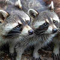 Top 4 loài vật có nguy cơ mang bệnh dại cao nhất