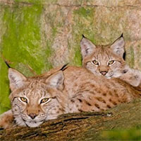 Thụy Điển bị chỉ trích vì sắp tiêu diệt hàng trăm con linh miêu