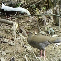 Phát hiện loài gà nguy cấp, quý hiếm tại rừng đặc dụng Pù Hu