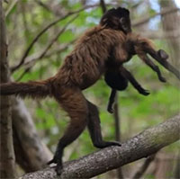 Khỉ mũ mẹ chật vật nuôi con khuyết tật