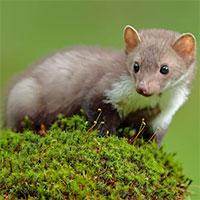 Một số loài động vật gây hại lại có lợi ích lớn cho cuộc sống ngày nay