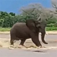 Cá sấu cắn đuôi, tấn công voi rừng trên sông và cái kết bất ngờ