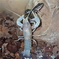 Choáng váng trước cảnh tượng tôm hùm đất ăn thịt ếch trong hang động