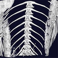 Trung Quốc chỉnh sửa gene để loại bỏ xương dăm trong cá diếc