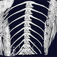 Trung Quốc chỉnh sửa gene để loại bỏ xương dăm trong cá diếc