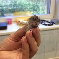 Những hình ảnh đầy bất ngờ về các loài động vật khi phải bó bột