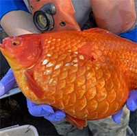 Cá vàng khổng lồ tự nhân bản xâm chiếm Canada