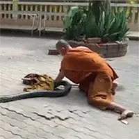 Video: 3 nhà sư dùng "chiêu độc" tóm gọn trăn khổng lồ bò vào đền
