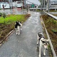 Bí ẩn bầy chó hoang vẫn sống, sinh con đẻ cái ở Chernobyl