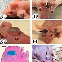 Các nhà khoa học Trung Quốc tạo ra chuột có sừng