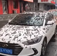 Video: Ô tô đậu trên phố bị "sâu" phủ kín như trong phim kinh dị