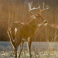 So sánh khối lượng con người và động vật có vú hoang dã