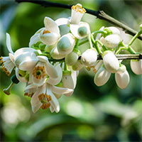 Tháng 3 mùa hoa bưởi: Chuyên gia chỉ loạt bài thuốc chữa bệnh và làm đẹp