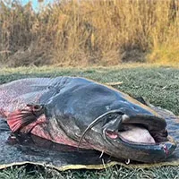 Cần thủ câu được "quái vật sông" nặng 100kg
