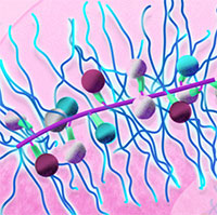 Nhà khoa học tạo thành công hạt nano dẫn thuốc điều trị đa u tủy