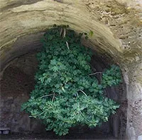 Cái cây kỳ lạ nhất thế giới thách thức mọi định luật vật lý