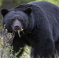 Sự thật về con gấu ăn cocaine