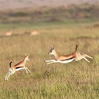 Tại sao một số loài động vật lại giúp đỡ nhau, đặt lợi ích nhóm lên trên?