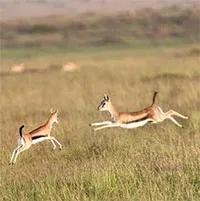 Tại sao một số loài động vật lại giúp đỡ nhau, đặt lợi ích nhóm lên trên?