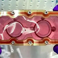 "Trái tim trên con chip" sẽ du hành vào vũ trụ trên tàu Dragon của SpaceX tối nay