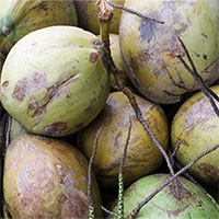 Biến phế phẩm trở thành công cụ bảo vệ bờ biển khỏi xói mòn