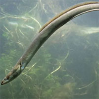 Vì môi trường giới khoa học kêu gọi châu Âu ngừng ăn lươn