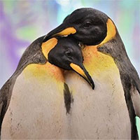 Chim cánh cụt vua ở Singapore được phẫu thuật đục thủy tinh thể