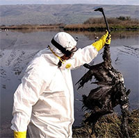 Chủng virus chết người từ gia cầm trở thành mối lo đại dịch mới