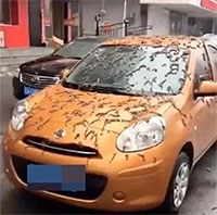 Náo loạn mưa sâu róm ở Trung Quốc và sự thật bất ngờ