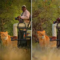 Tại sao sư tử không tấn công người trong xe safari?