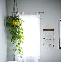 5 bước để cứu cây cảnh khi lá bị chuyển sang màu vàng