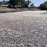 Hàng triệu con cá chết trên sông ở Australia, mùi thối rữa bốc khủng khiếp